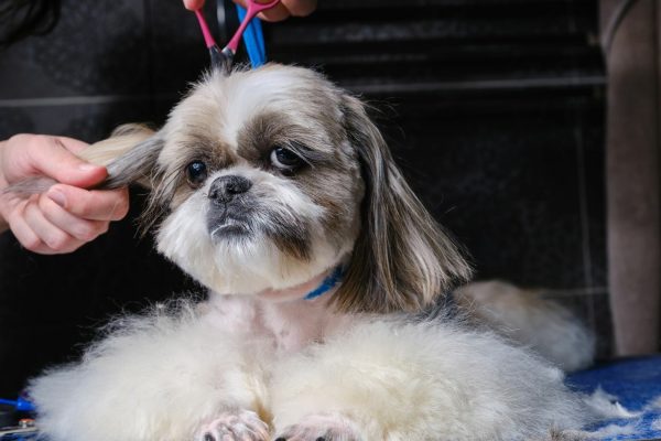 Pawsitively Purrfect Groomer Training 10