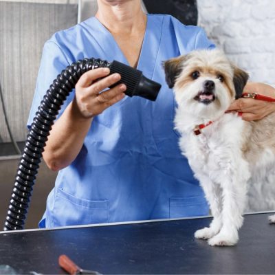 Pawsitively Purrfect Groomer Training 4