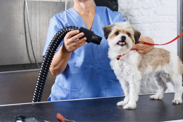 Pawsitively Purrfect Groomer Training 4