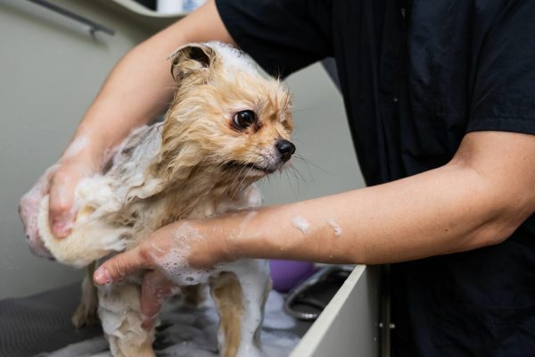 Pawsitively Purrfect Groomer Training 8