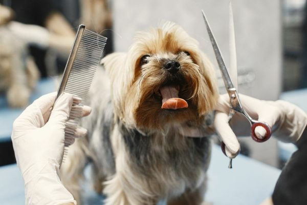 Pawsitively Purrfect Groomer Training1