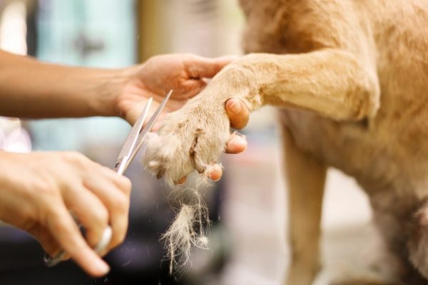 Pawsitively Purrfect Groomer Training2