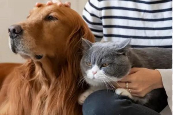 pet owners